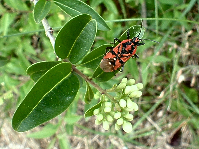 Spilostethus pandurus, S. saxatilis (Heteroptera, Lygaeidae)